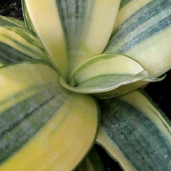 Sansevieria Enana Variegada